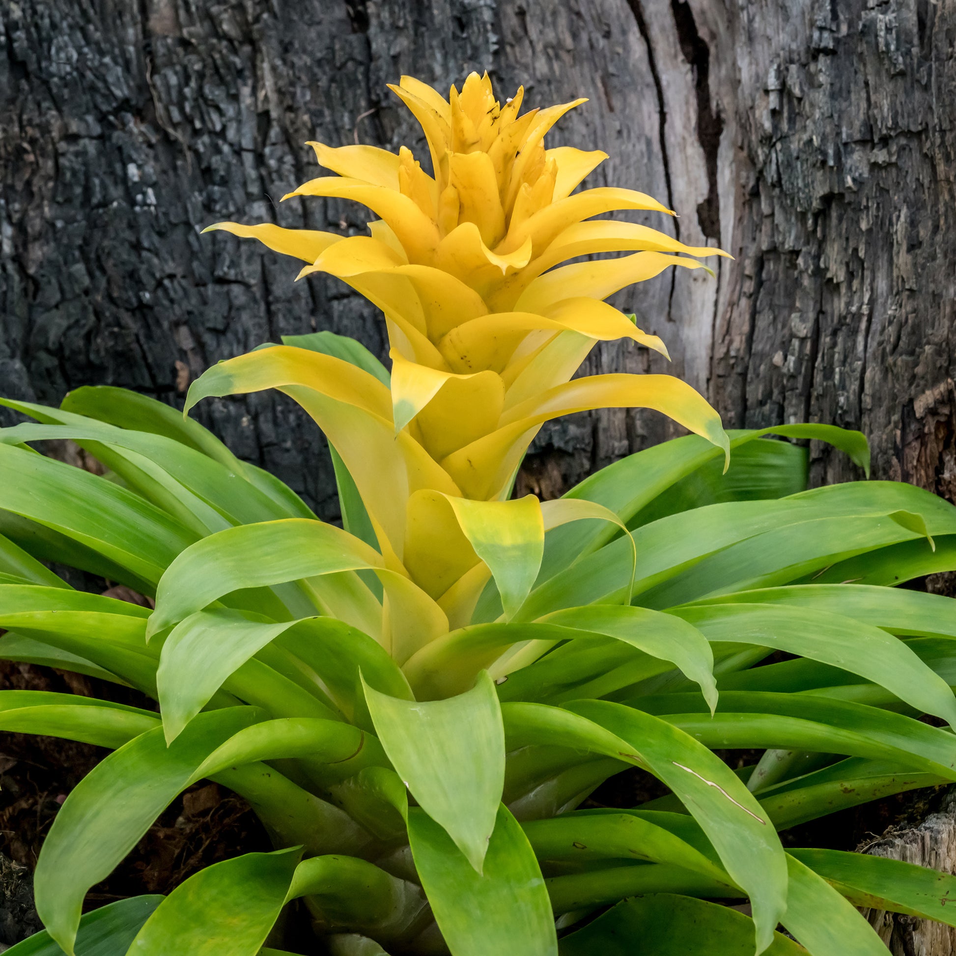 Bromeliaceae - Bromelie Gelb - Blumen für Terrasse und Balkon