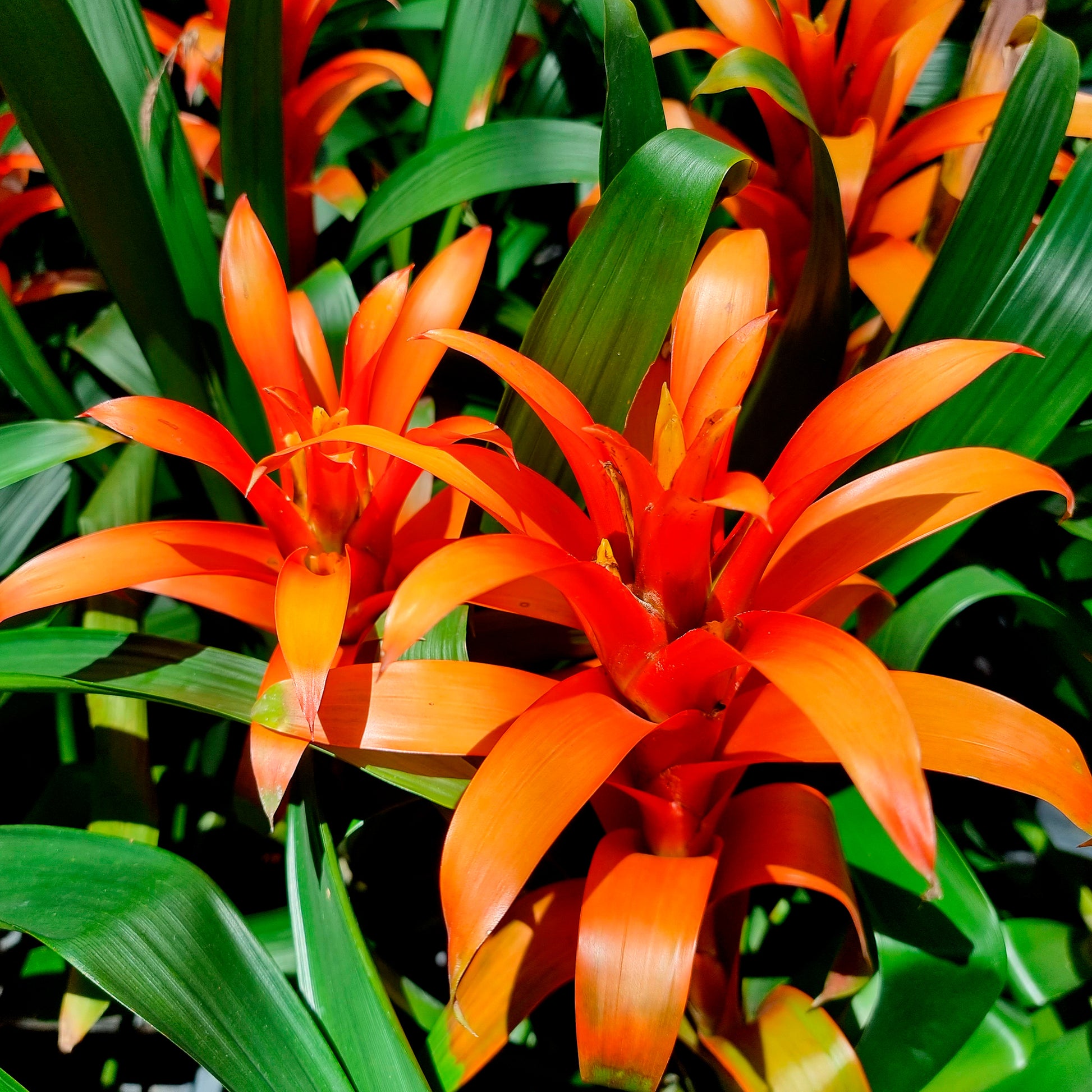 Blumen für Terrasse und Balkon - Bromelie Orange - Bromeliaceae