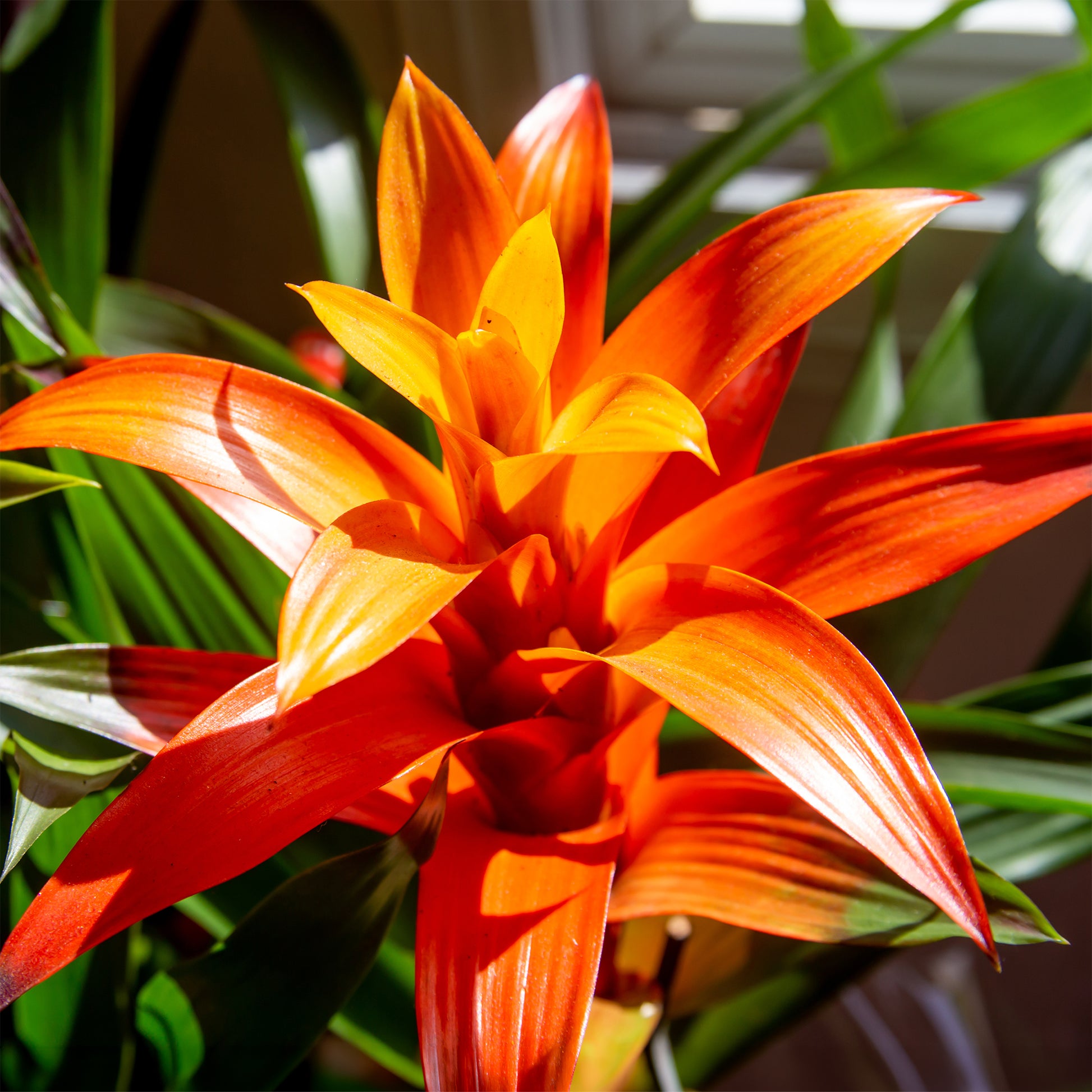 Bromeliaceae - Bromelie Orange - Blumen für Terrasse und Balkon