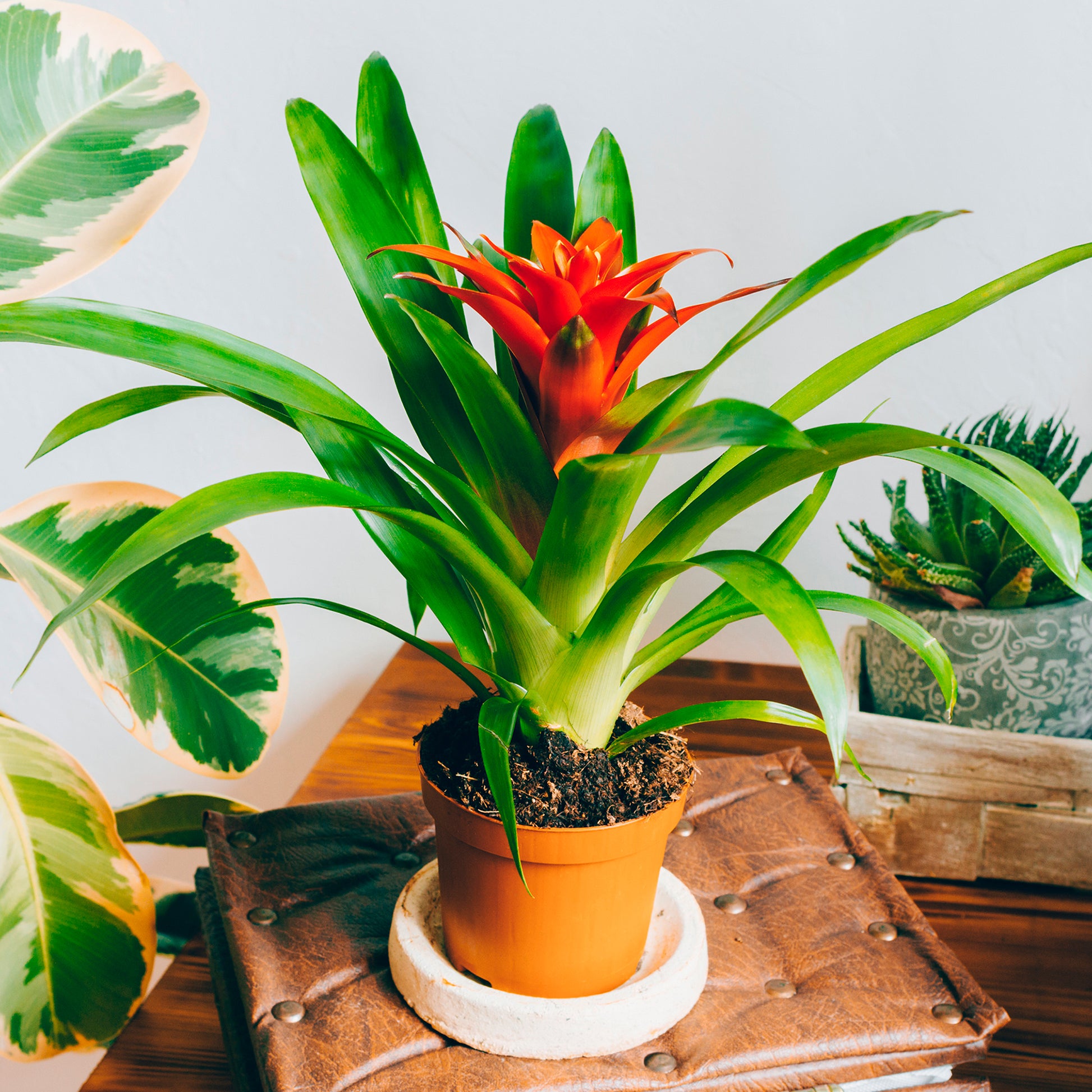 Bromelie Orange - Bromeliaceae - Bakker