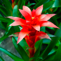 Blumen für Terrasse und Balkon - Bromelie Rot - Bromeliaceae
