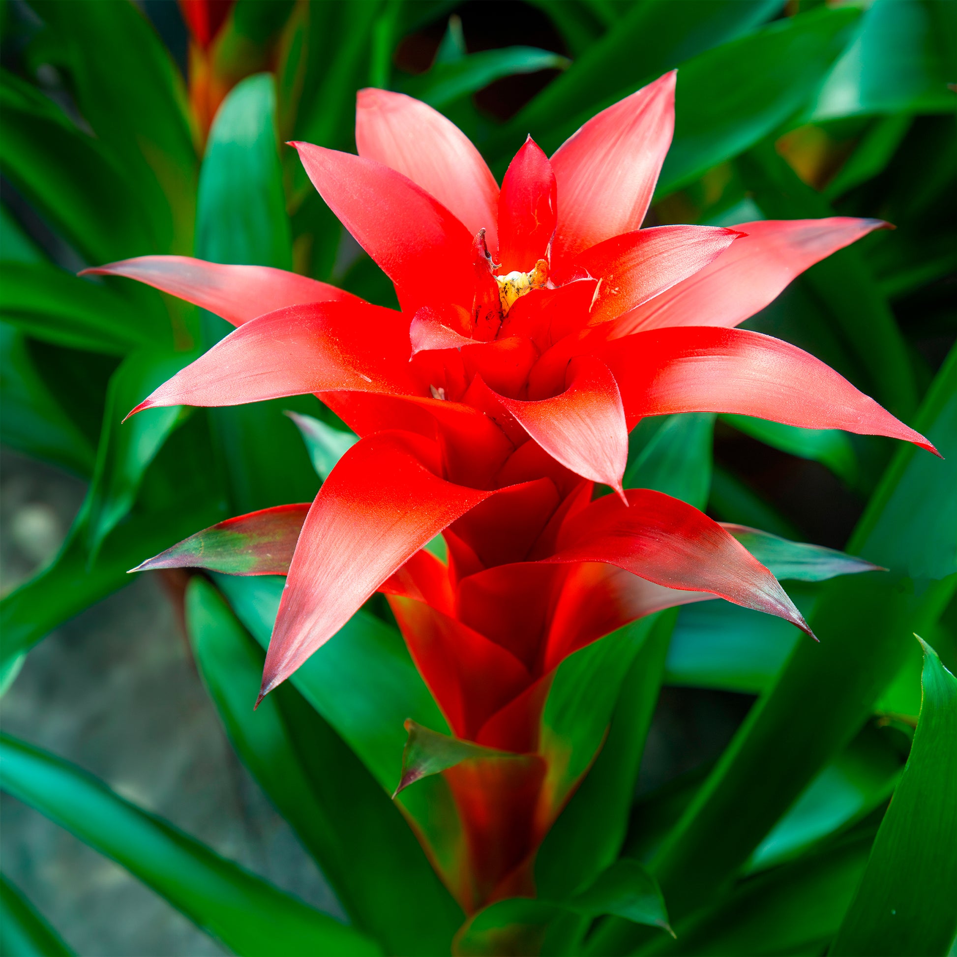 Blumen für Terrasse und Balkon - Bromelie Rot - Bromeliaceae
