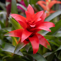 Bromeliaceae - Bromelie Rot - Blumen für Terrasse und Balkon