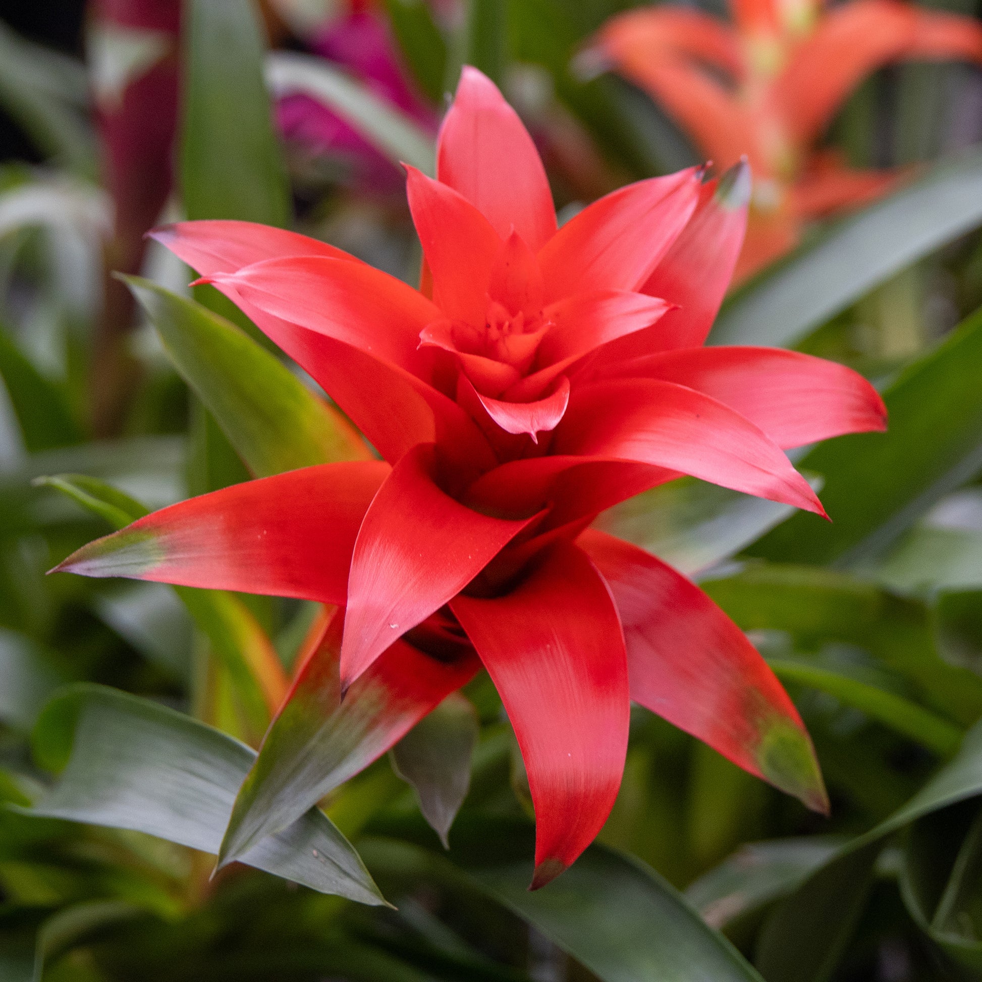 Bromeliaceae - Bromelie Rot - Blumen für Terrasse und Balkon