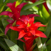 Bromelie Rot - Bromeliaceae - Bakker