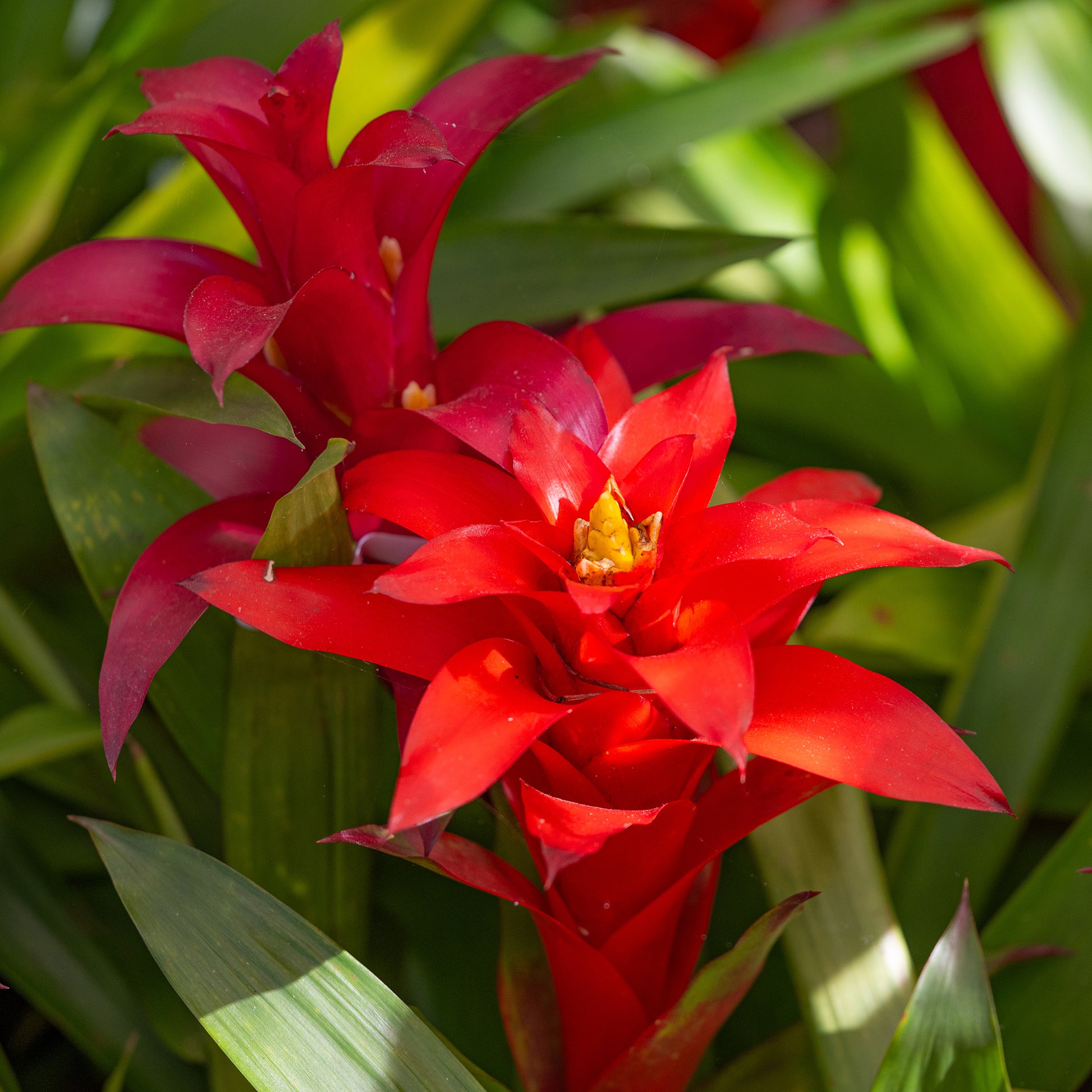 Bromelie Rot - Bromeliaceae - Bakker