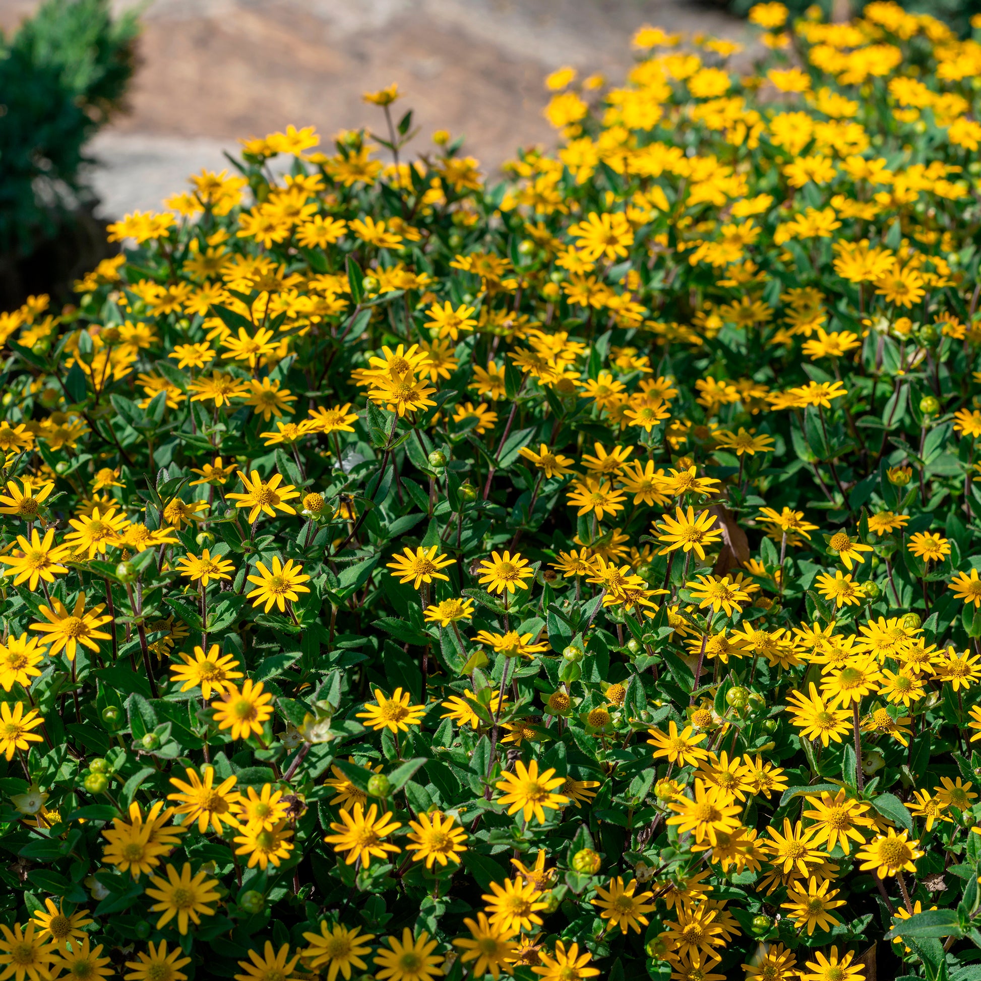 Husarenknöpfchen - Sanvitalia procumbens - Bakker