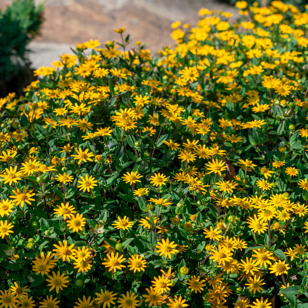 Husarenknöpfchen - Sanvitalia procumbens - Bakker