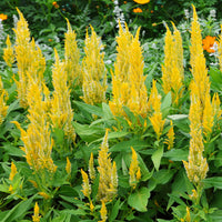 Celosia argentea - Celosie Gelb - Blumen für Terrasse und Balkon