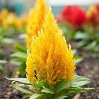 Celosie Gelb - Celosia argentea - Bakker