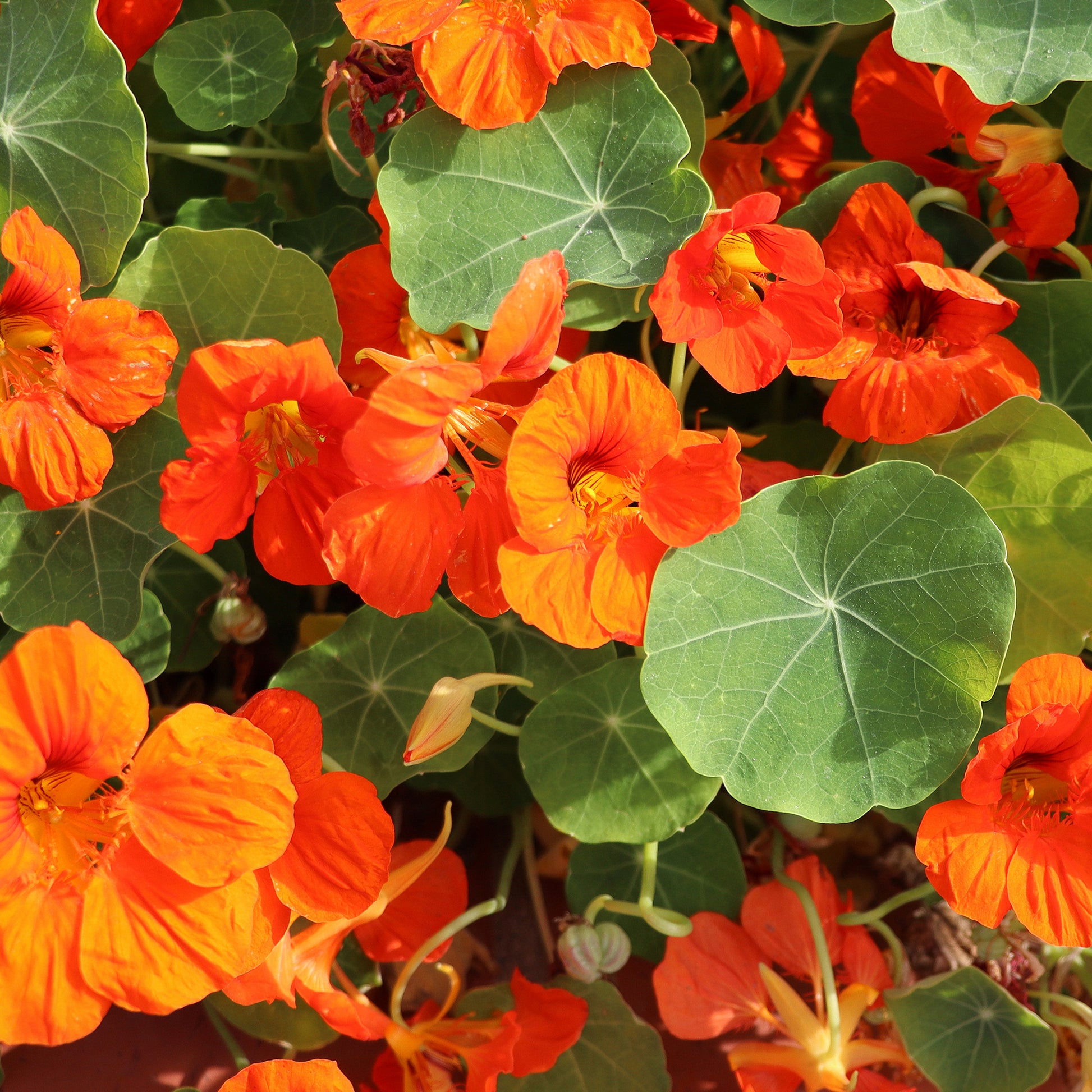 Verkauf Orange Kapuzinerkresse - Tropaeolum majus