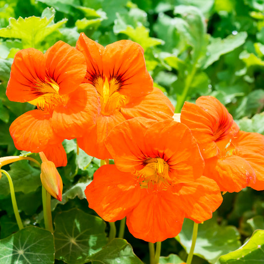 Orange Kapuzinerkresse - Bakker