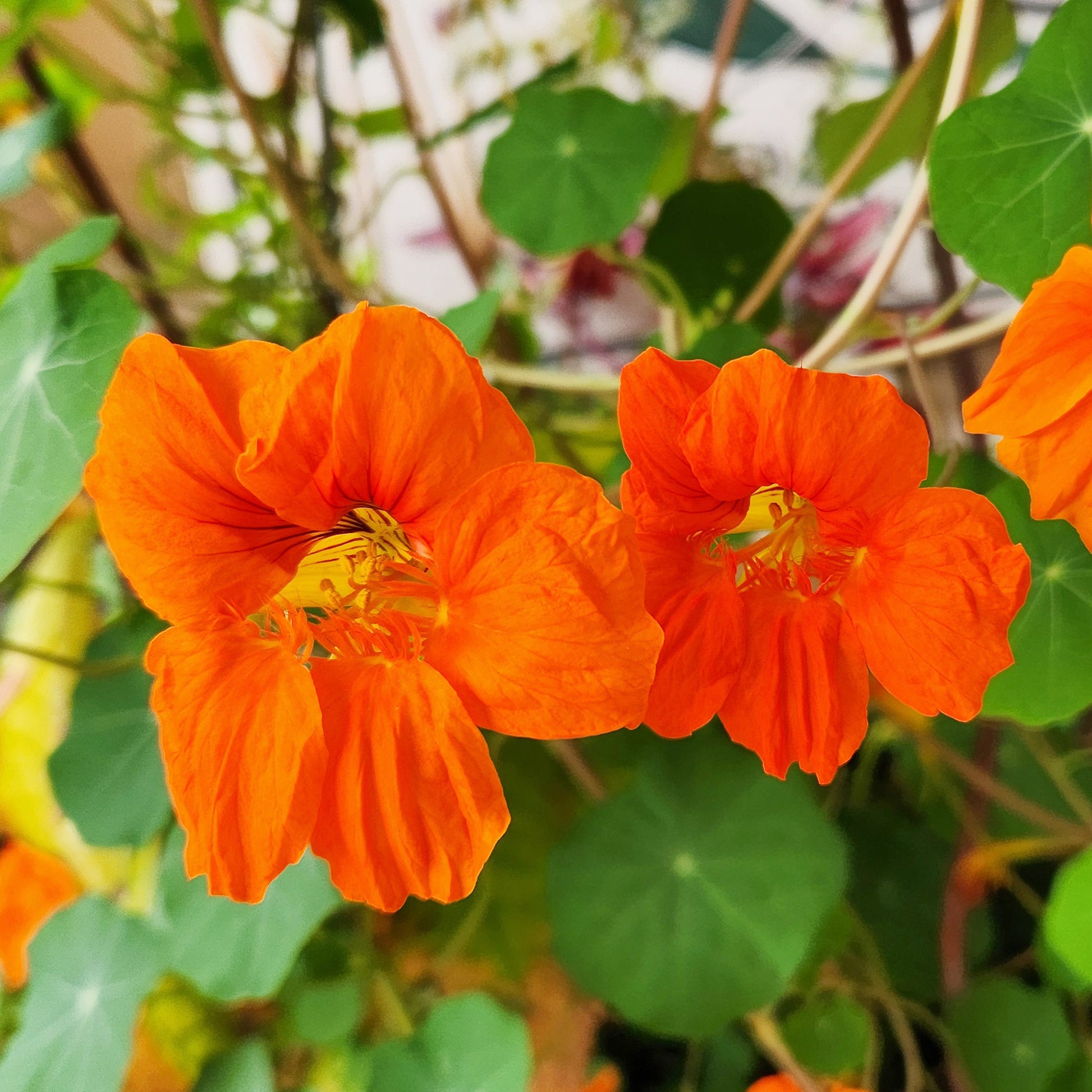 Tropaeolum majus - Orange Kapuzinerkresse - Blumen für Terrasse und Balkon