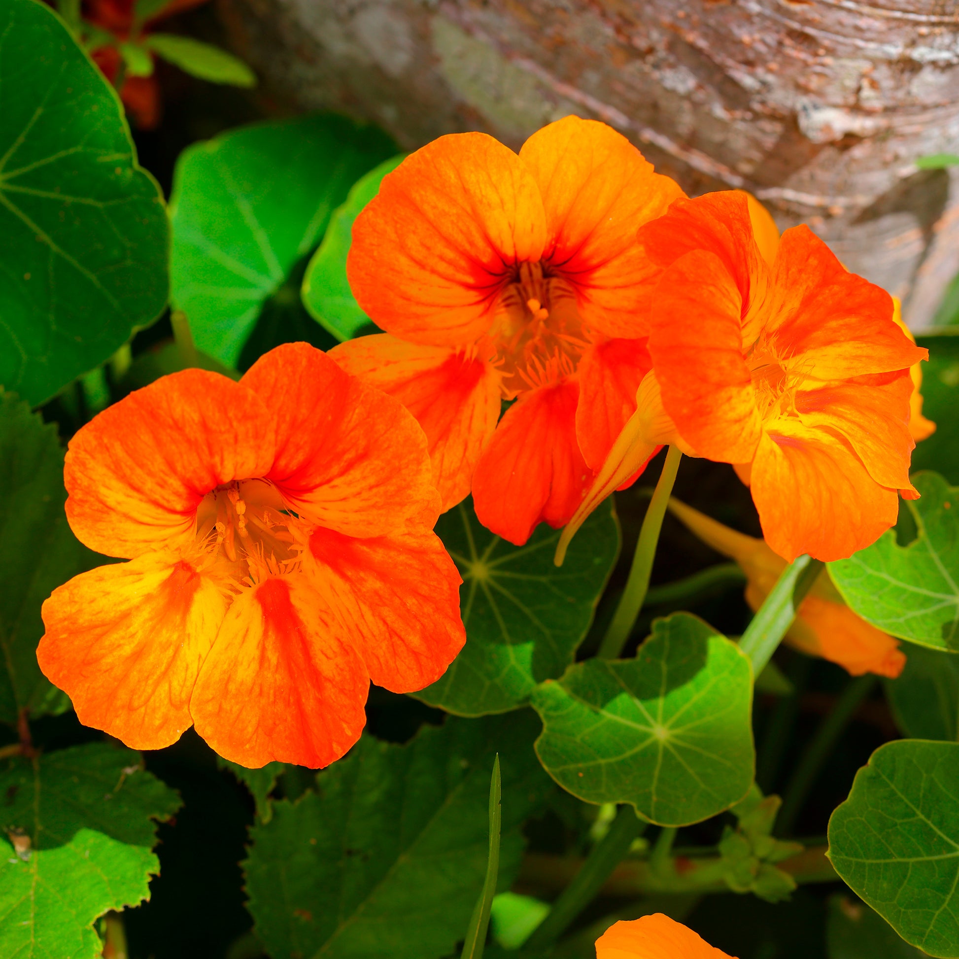 Blumen für Terrasse und Balkon - Orange Kapuzinerkresse - Tropaeolum majus