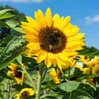 Sonnenblume - Helianthus annuus - Bakker