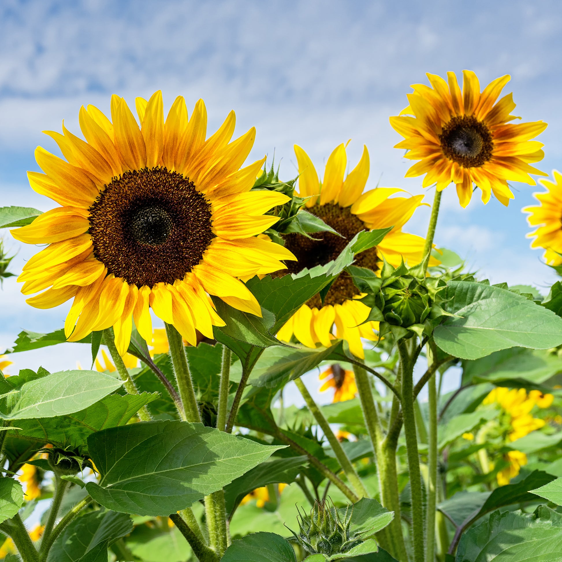 Sonnenblume - Bakker