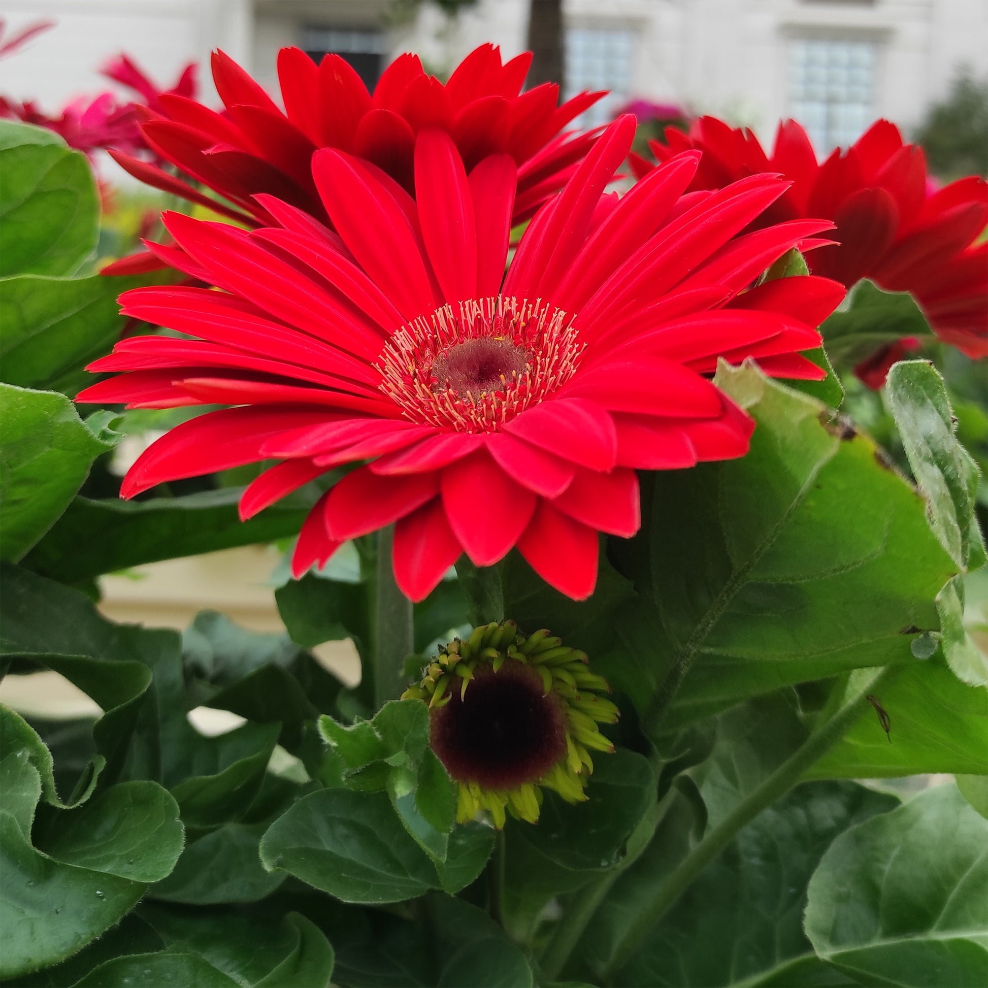 Gerbera Rot - Bakker