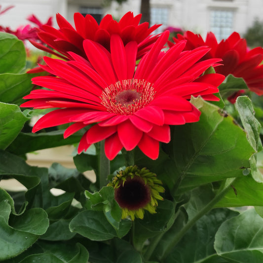 Gerbera Rot - Bakker
