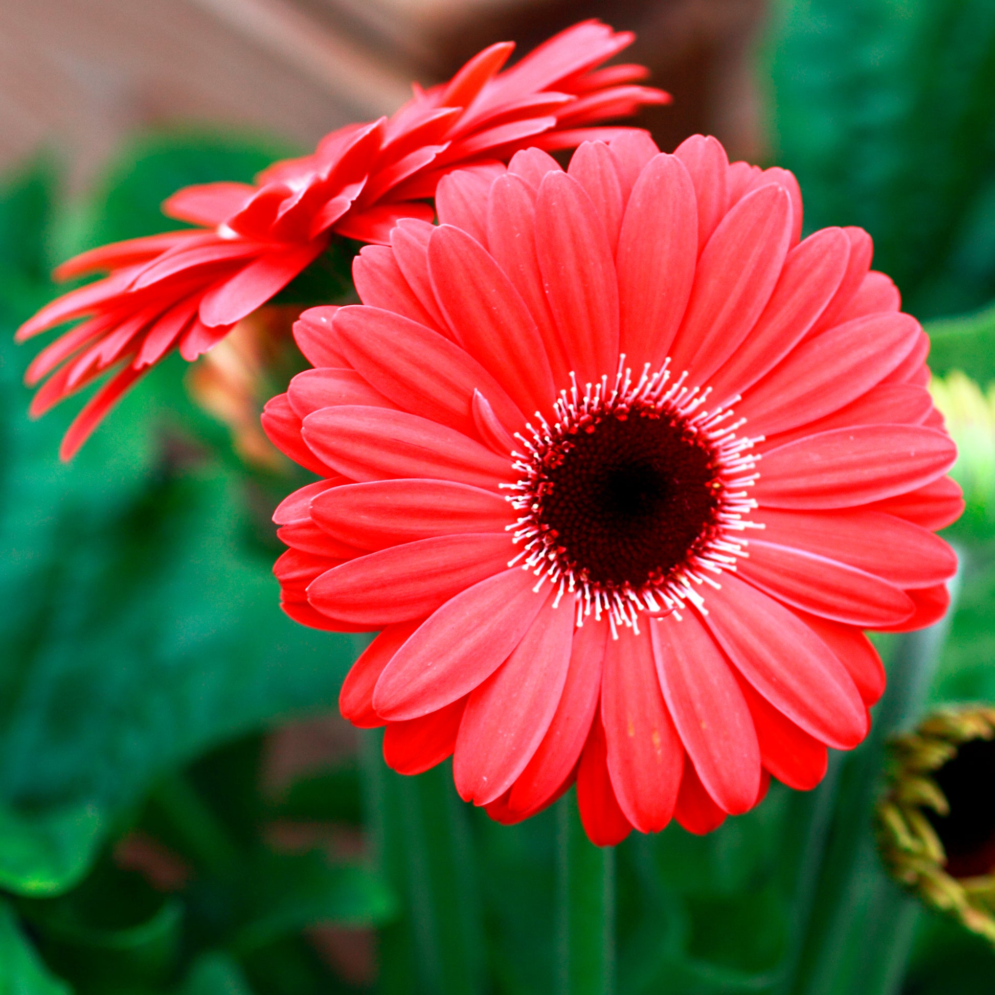 Gerbera Rot - Gerbera jamesonii - Bakker