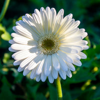 Gerbera Weiß - Bakker