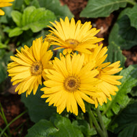 Gerbera Gelb - Bakker