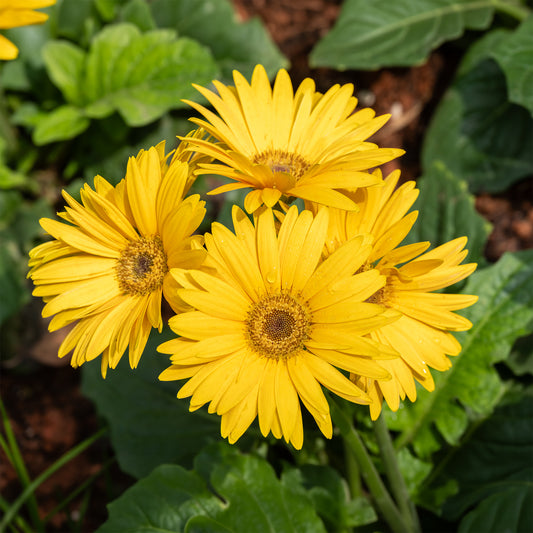 Gerbera Gelb - Bakker