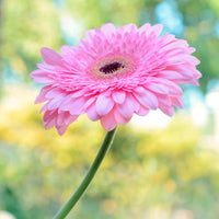 Gerbera Rosa - Gerbera jamesonii - Bakker