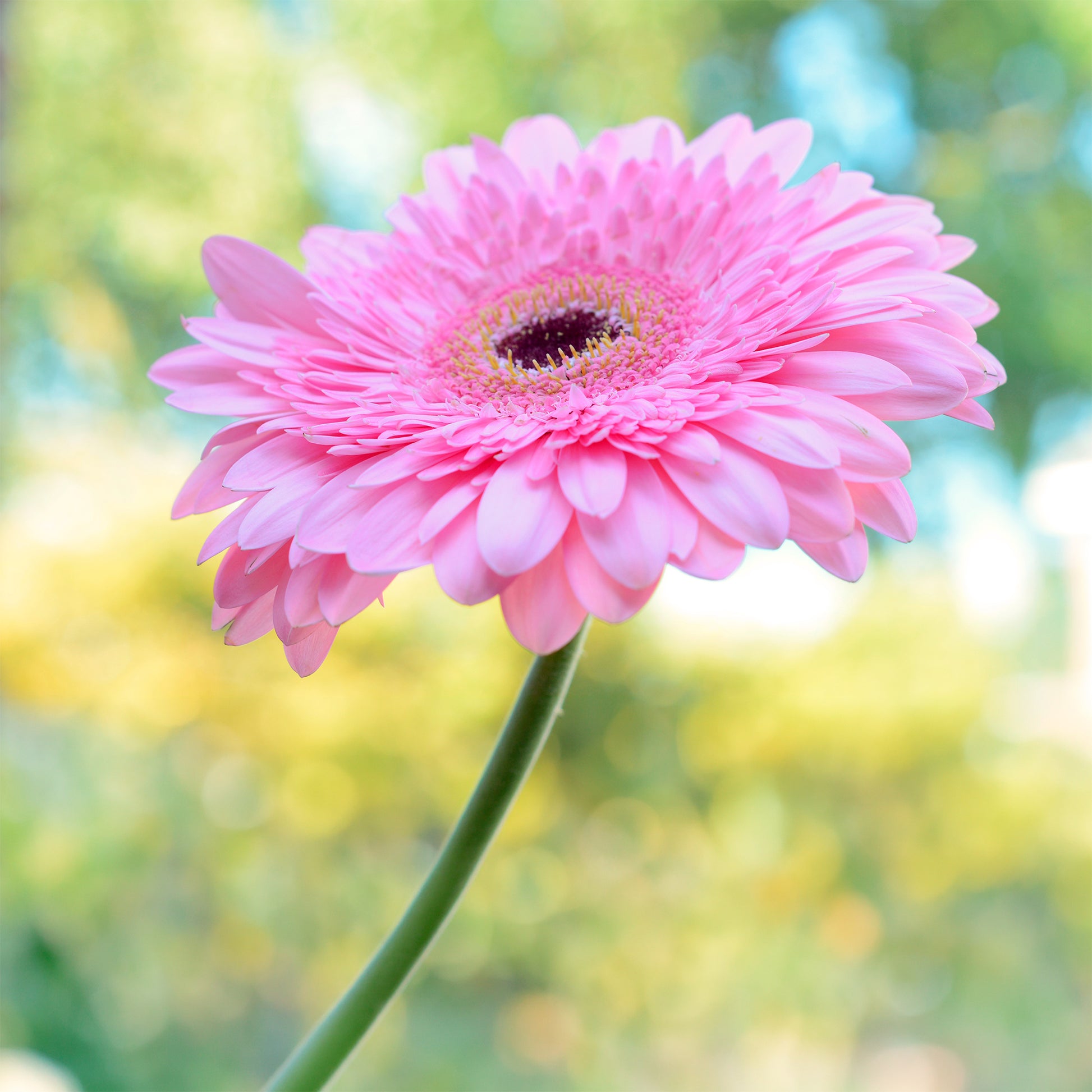 Gerbera Rosa - Gerbera jamesonii - Bakker