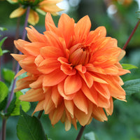 Dahlie Orange - Dahlia pinnata - Bakker