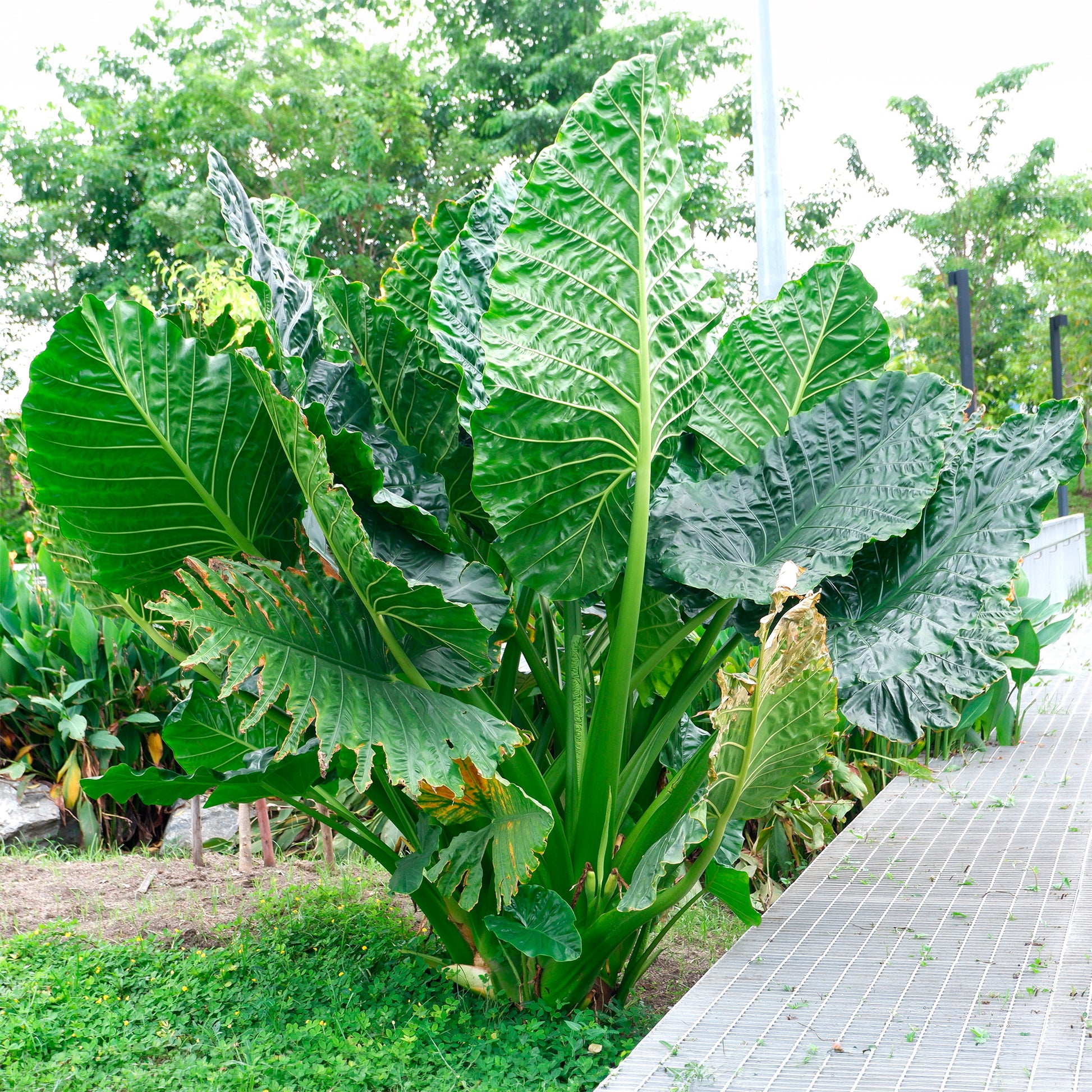 Reuzenolifantsoor - Alocasia Macrorrhiza - Bakker