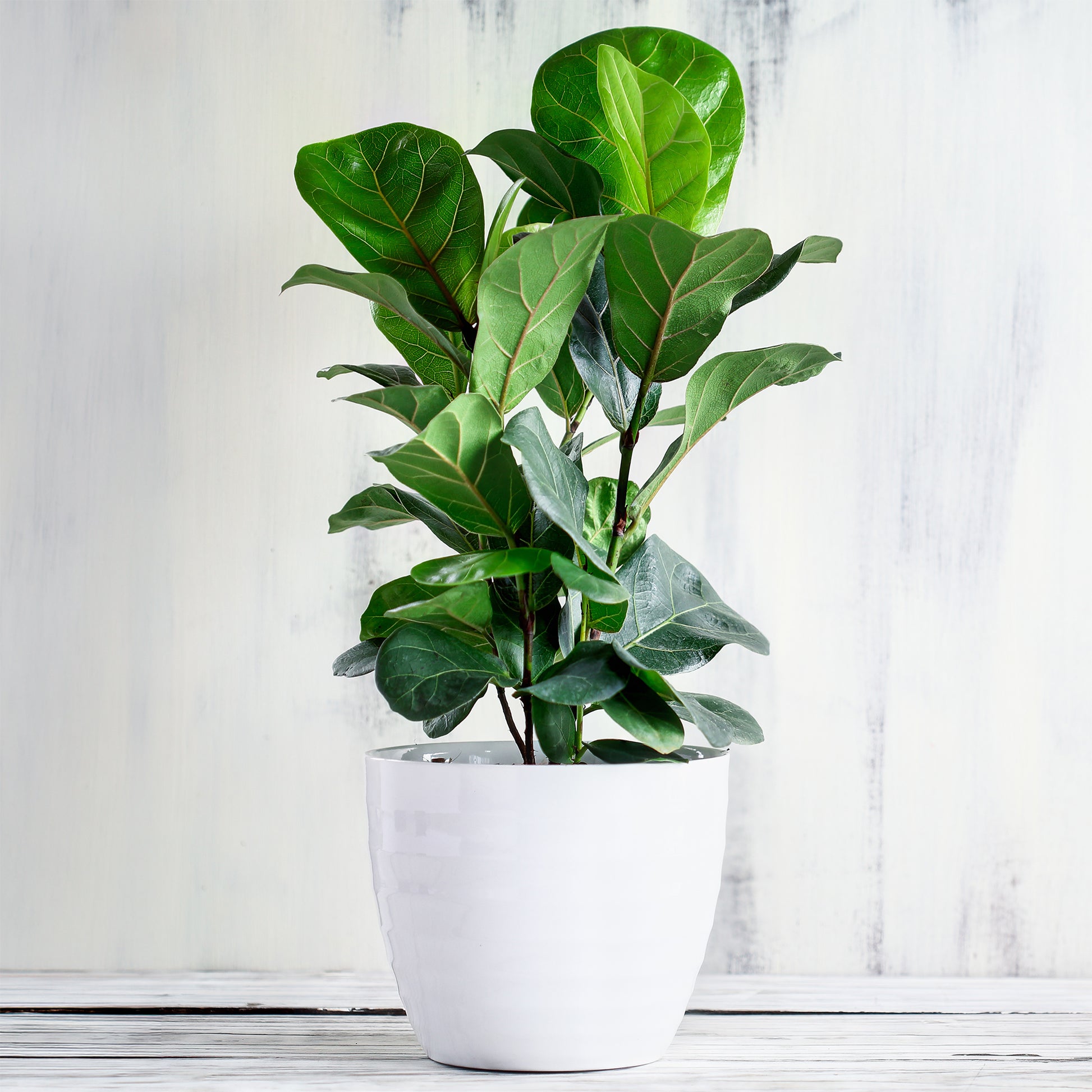 Vioolbladplant - Ficus Lyrata - Bakker