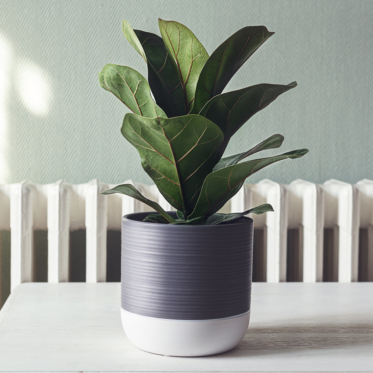 Vioolbladplant