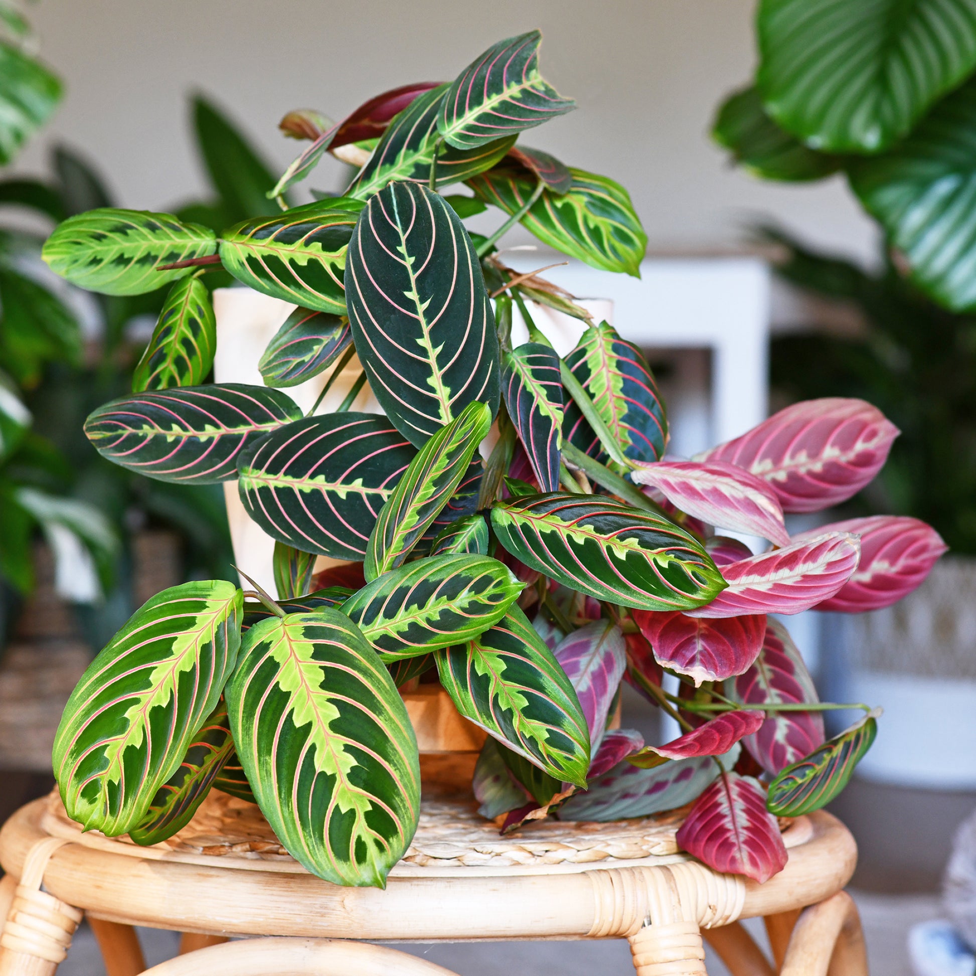 Gebedsplant Fascinator - Maranta leuconeura fascinator - Bakker