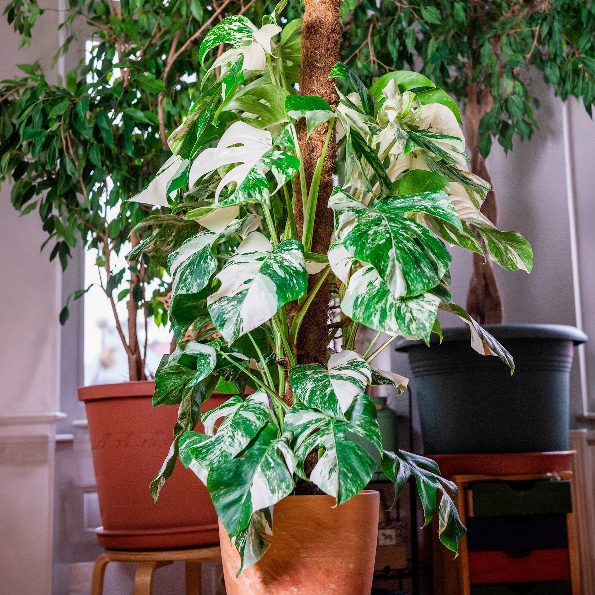 Gatenplant bont - Bakker