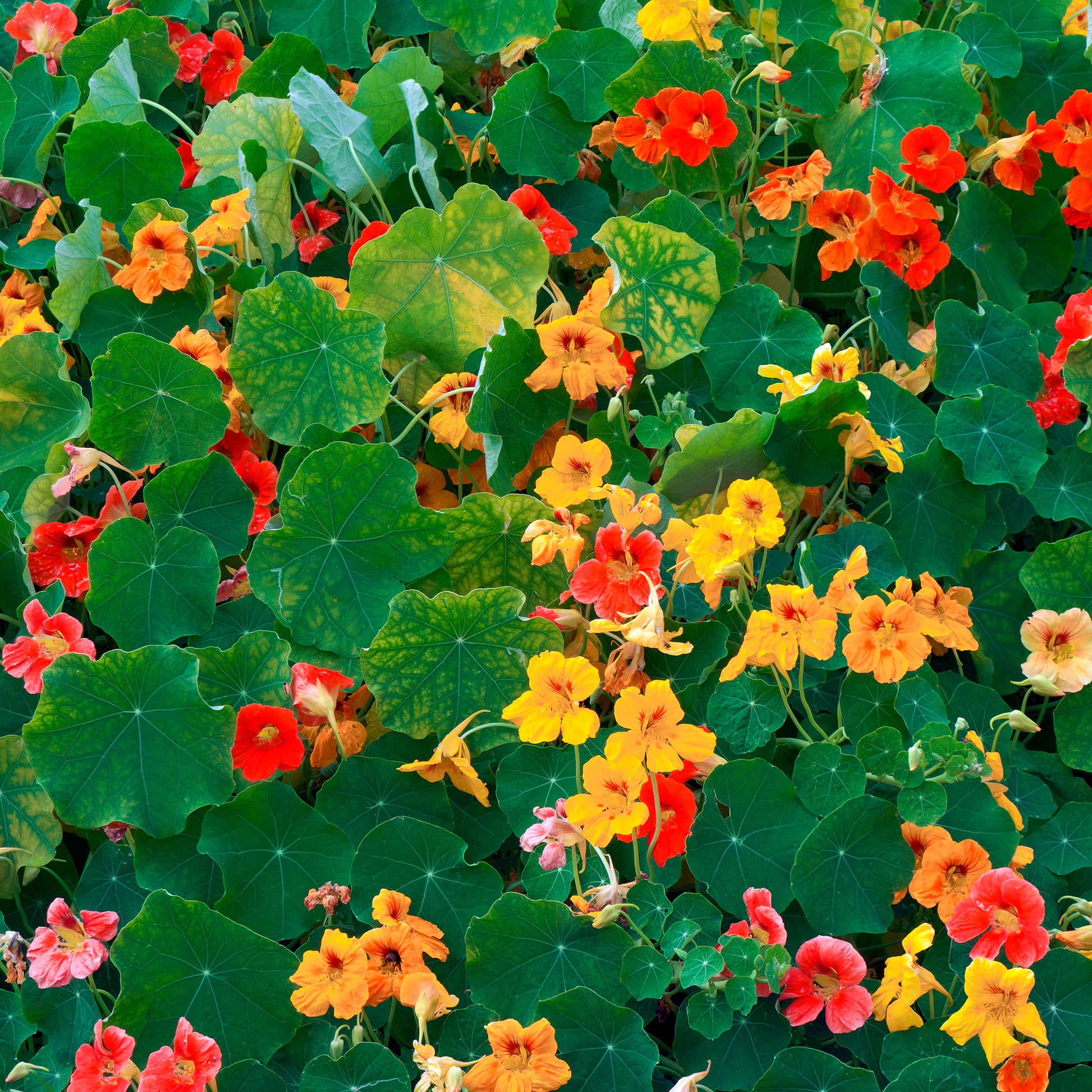 Gele Oost-Indische kers - Tropaeolum majus - Bakker