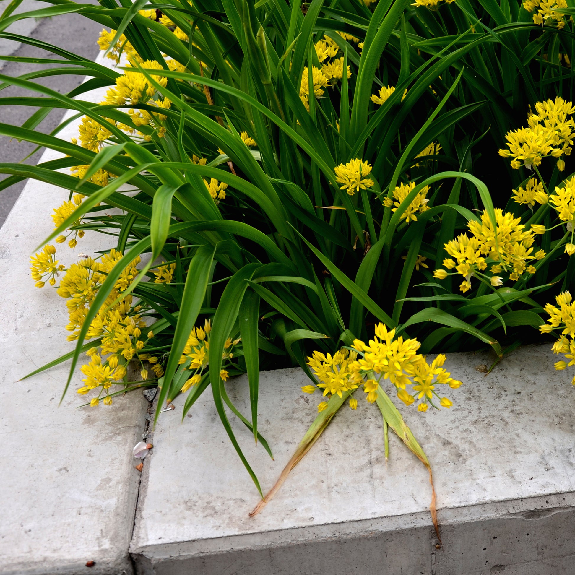 Allium-Zwiebeln - Goldlauch - Allium moly