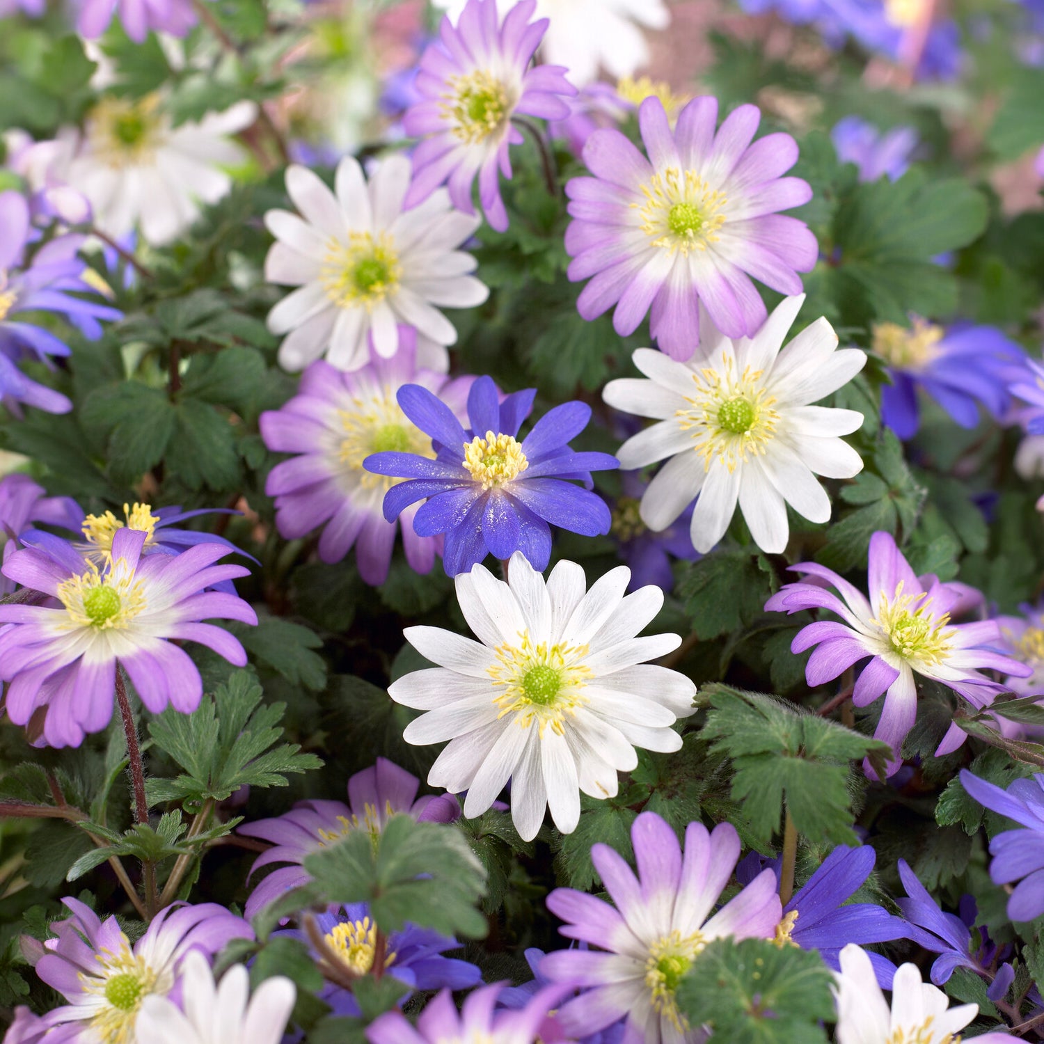 Anemone blanda Mischung - Anemone blanda - Bakker