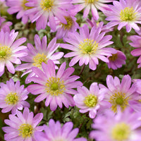 Anemone Pink Star - Anemone blanda Pink Star - Bakker