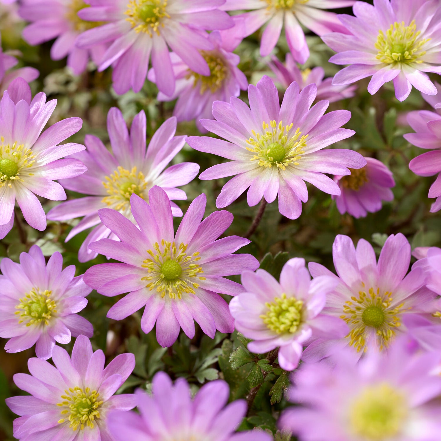Anemone Pink Star - Anemone blanda Pink Star - Bakker