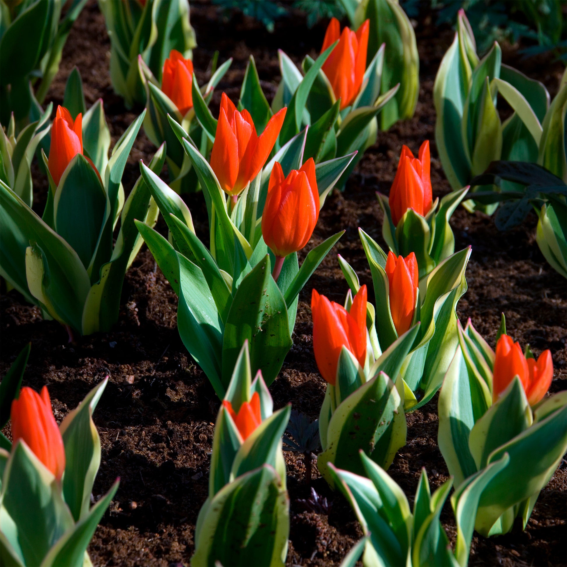 Tulipa praestans Unicum - Tulpe Unicum - Tulpen-Zwiebeln