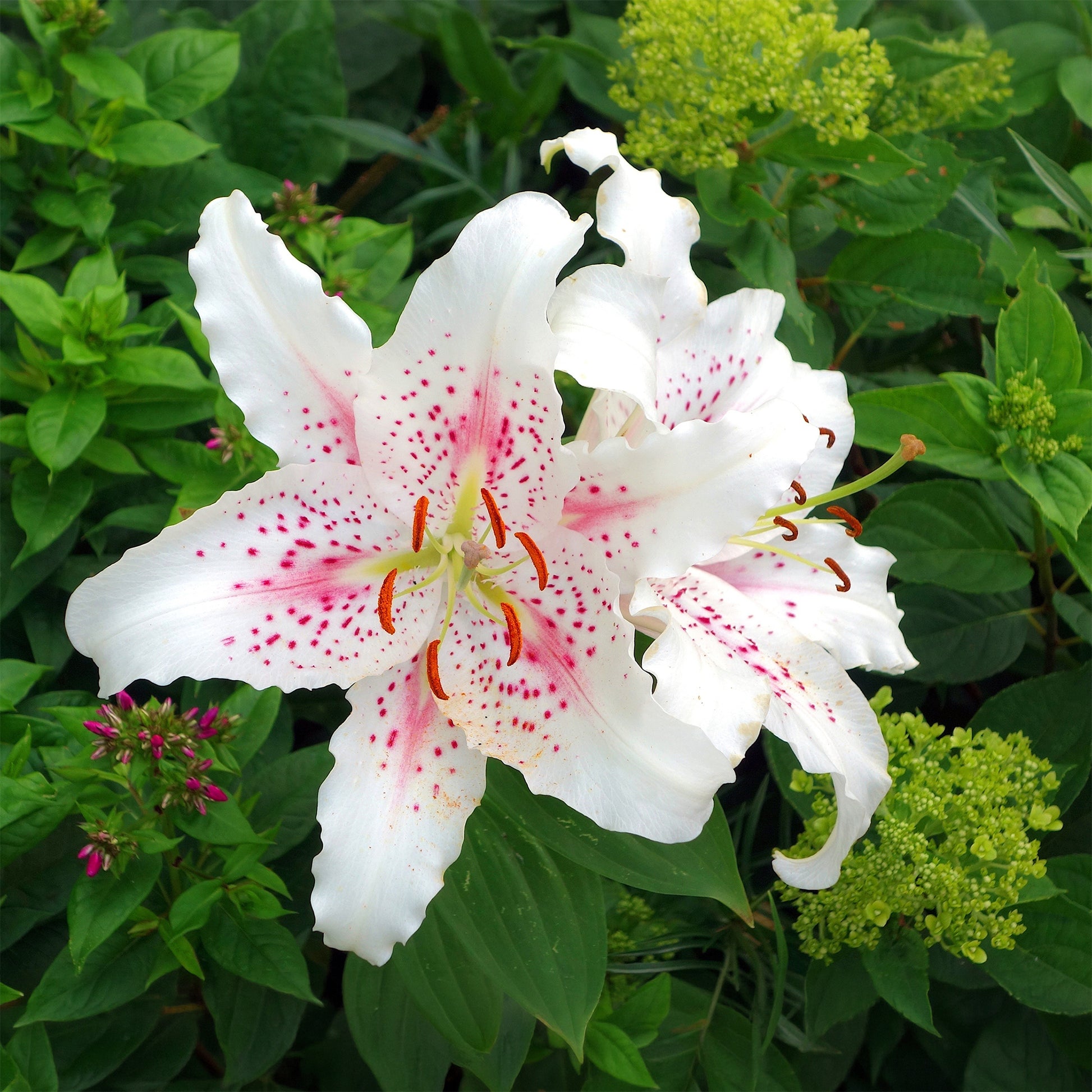 Lilien-Zwiebeln - Trio duftende orientalische Lilien - Lilium orientalis Dizzy, Muscadet, Gold Party