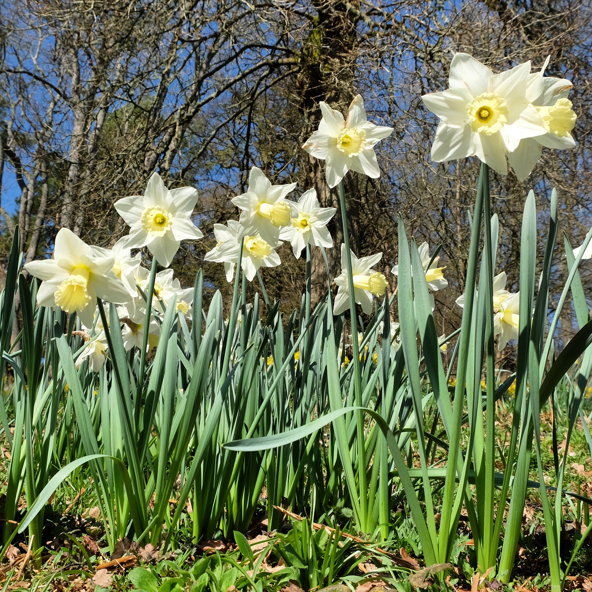 Narcissus Mount Hood - Narzisse Mount Hood - Narzissen-Zwiebeln