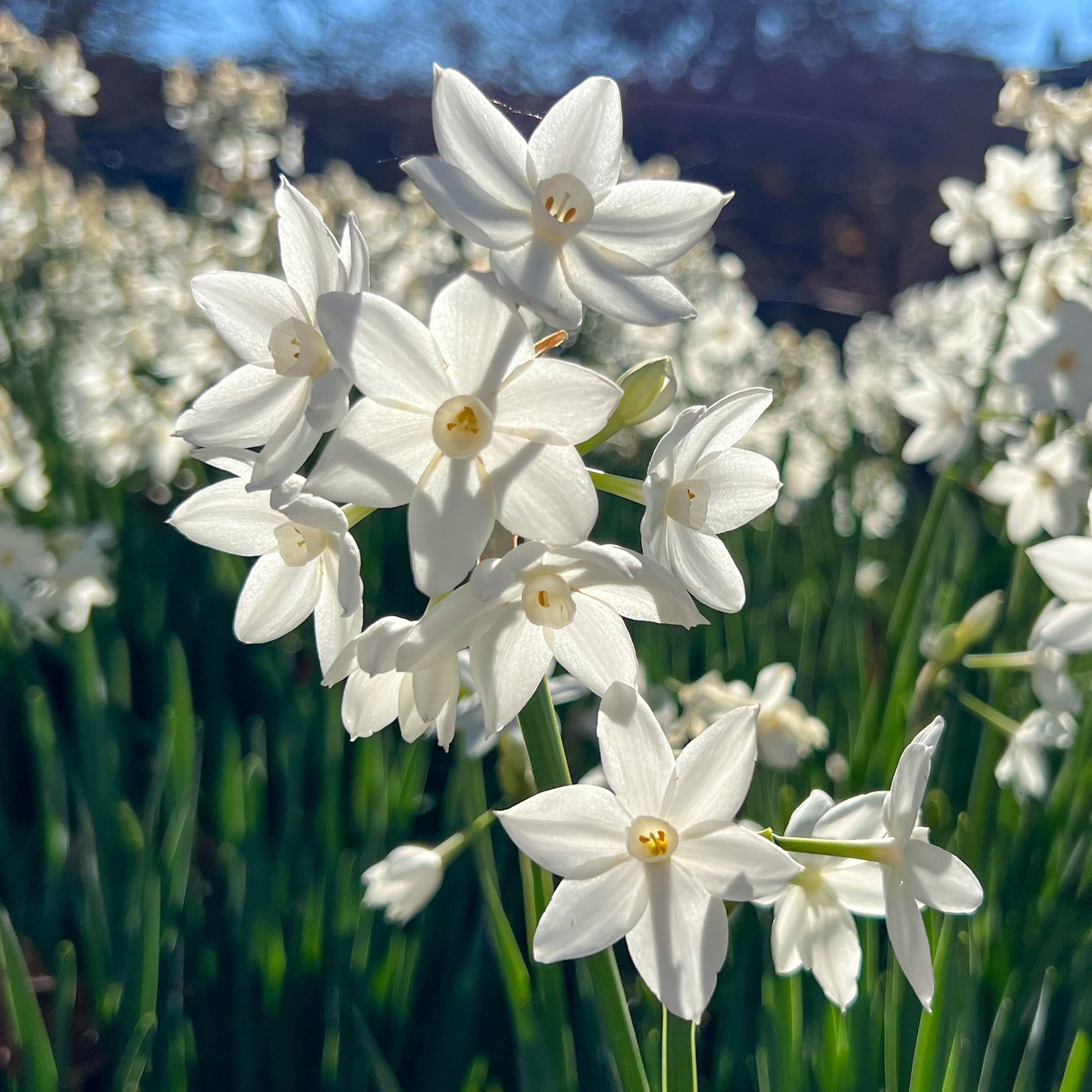 Narzisse Paperwhite - Narcissus Paperwhite - Bakker