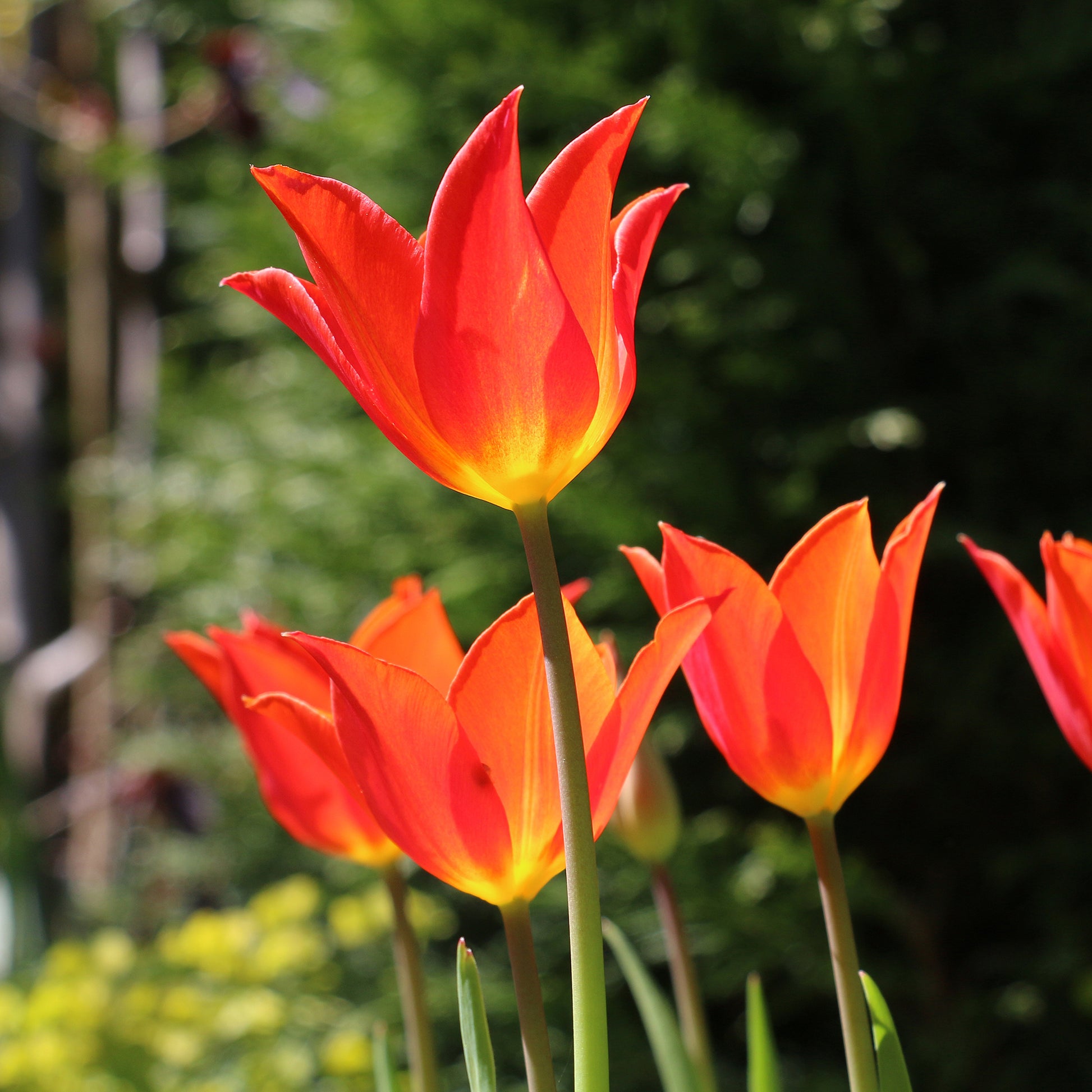 Tulpe Ballerina - Tulipa Ballerina - Bakker