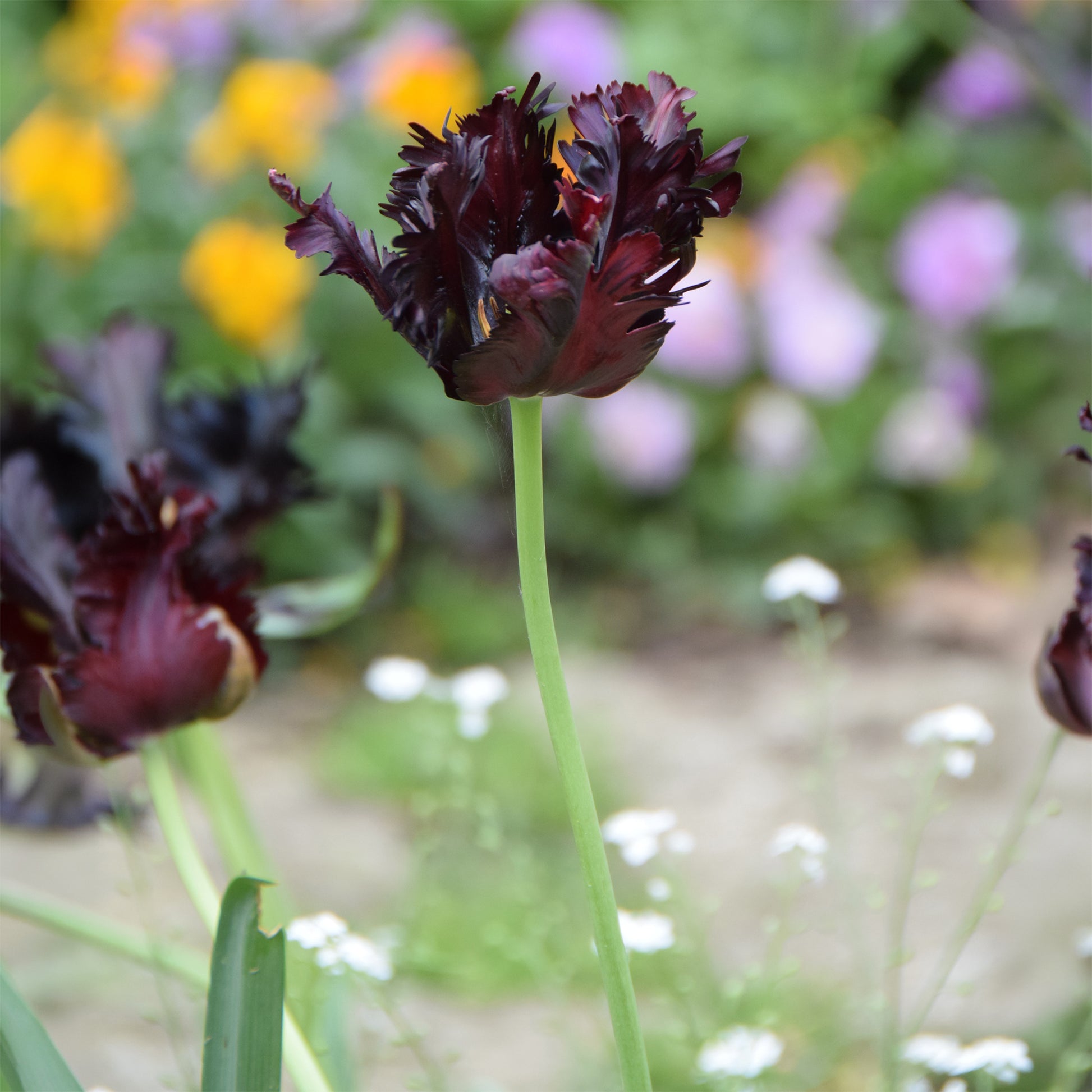 Tulpe Black Parrot - Tulipa Black Parrot - Bakker
