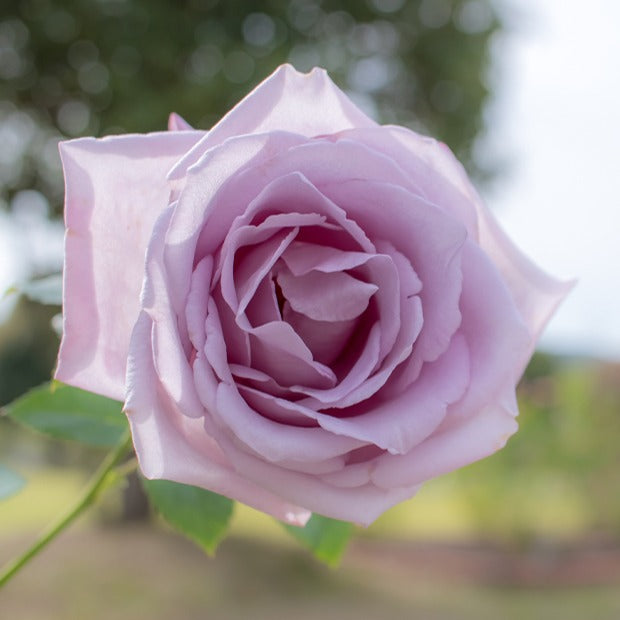 Rosa lune bleue (blue moon) - Rose ‘Blue Moon’ - Rosen