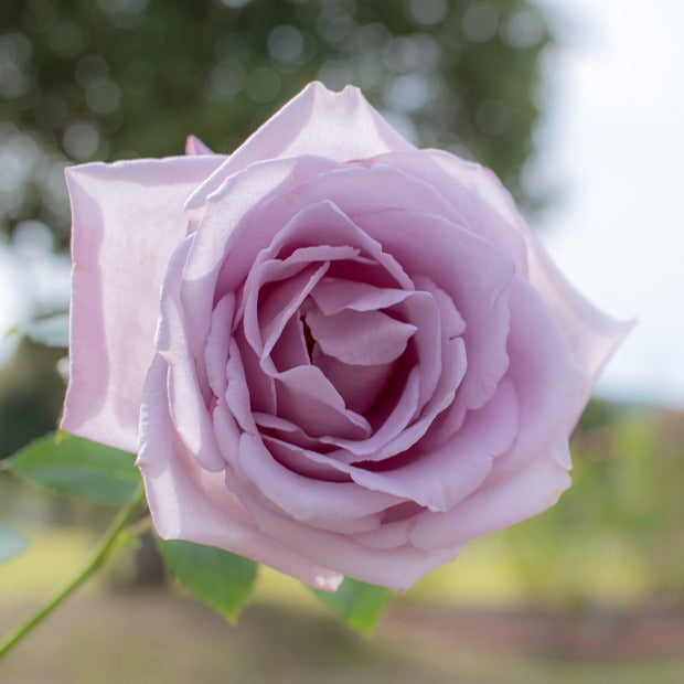 Verkauf Strauchrosen Mischung - Rosa Osiria, Malaga, Blue moon, La magie du Parfum, Whisky, Famosa, Double Delight