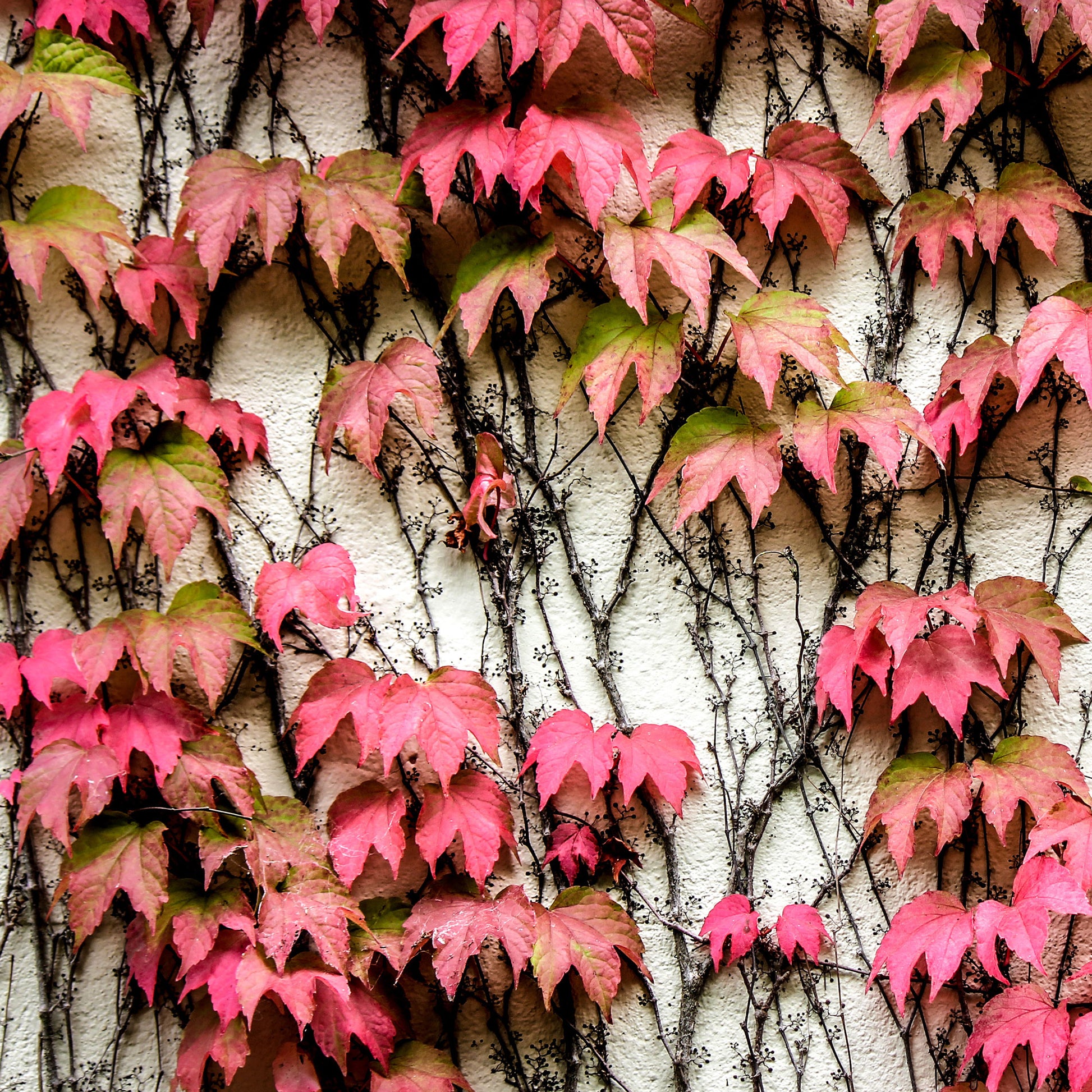 Verkauf Jungfernrebe - Parthenocissus tricuspidata Veitchii