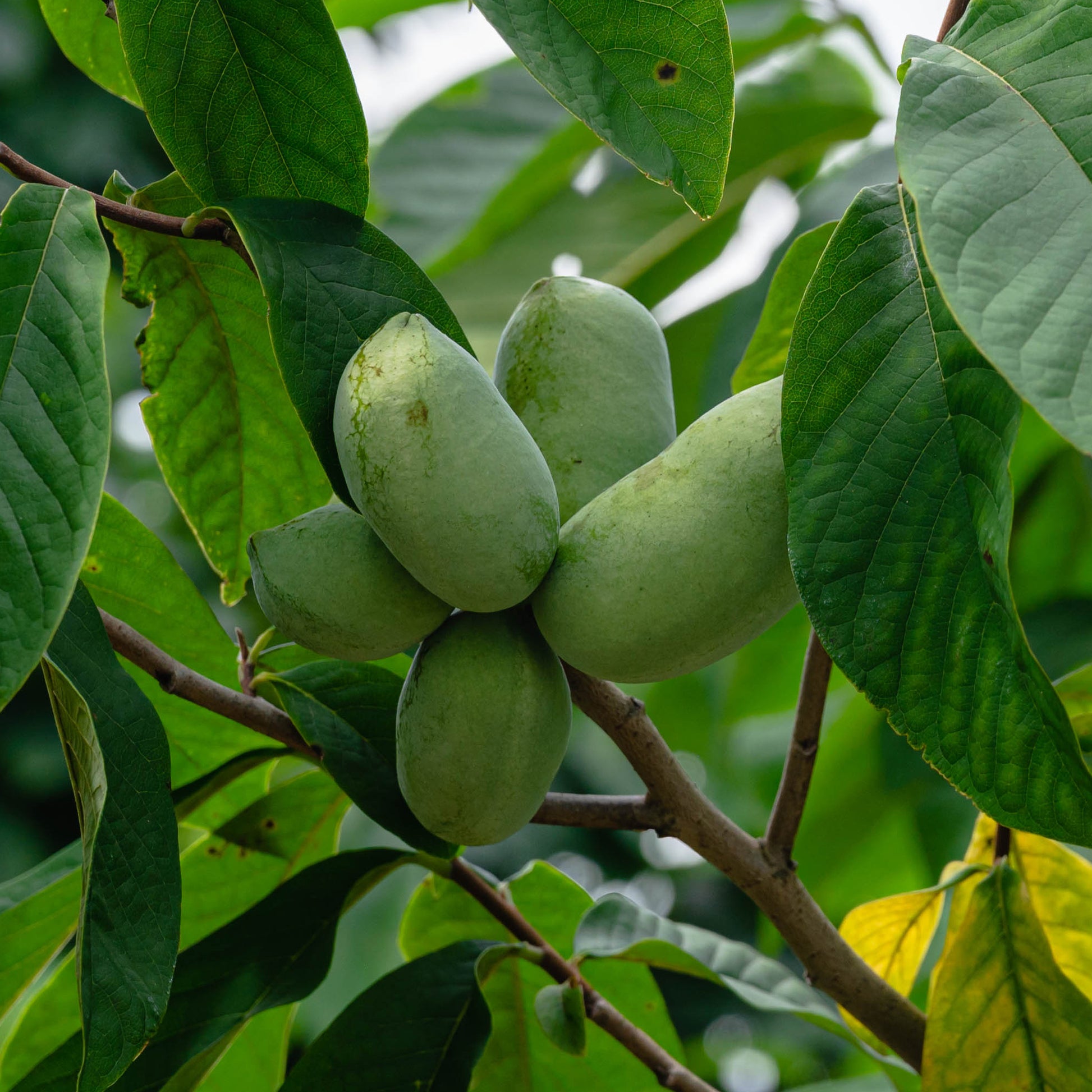 Verkauf Indianerbanane (Pawpaw) - Asimina triloba