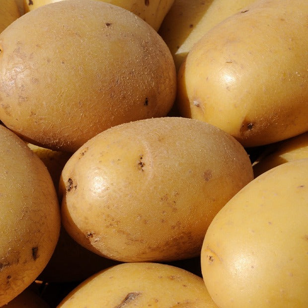 Kartoffel ‘Caesar’ (x25) - Solanum tuberosum caesar - Bakker